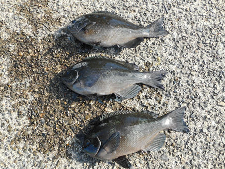 岡田氏　グレ37.0～38.0㎝　3枚