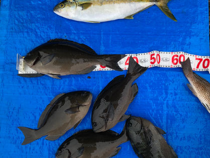 森野 直人 様(大阪市) 尾長グレ 34.0~41.0cm 3枚 グレ 32.0～33.0㎝ 2枚  ヒラマサ 53.0㎝