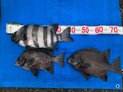 中川 和幸 様 イシダイ 46.0㎝、イシガキダイ 35.0～38.0㎝ 2枚