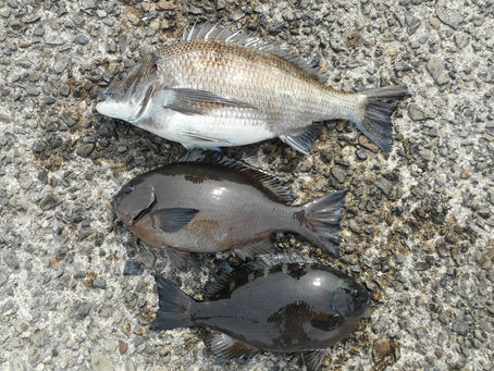 沼田　豊 様(堺市)　チヌ48.0㎝　グレ32.0～35.0㎝