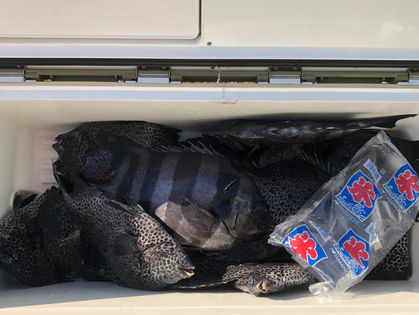 瀧川 球一 様(名古屋市) イシダイ 40.0～44.0㎝ 2枚、イシガキダイ ～40.0㎝数釣