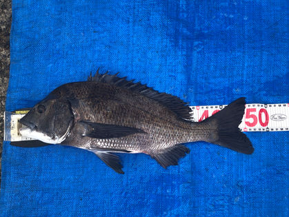 東條 英樹 様 チヌ 52.0㎝