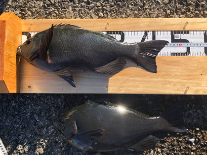 沼田 豊 様(大阪府堺市) グレ 43.3～46.5㎝ 2枚(以下リリース)