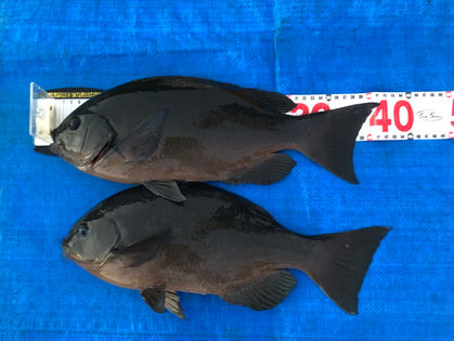 下元 正路 様 グレ 41.0㎝ 2枚