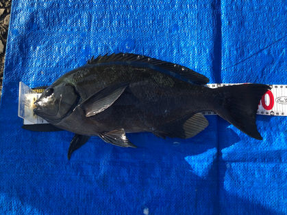 松浪 潤仁 様(広島県広島市) グレ 44.8㎝