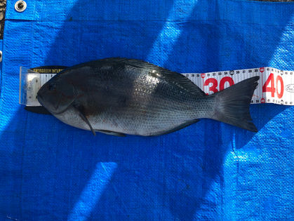 若林 大我 様(大阪府東大阪市) グレ 39.5㎝