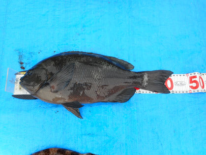 森野 直人 様(大阪府大阪市)　グレ　46.0㎝　オオモンハタ　35.0～40.0㎝　2枚