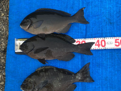 森野 直人 様 グレ 38.5～40.0㎝、尾長グレ 38.0㎝