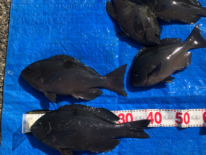 青木 崇 様 グレ 41.0～42.0㎝ 2枚(以下リリース)