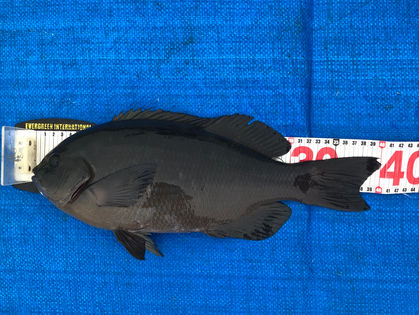 橘 和久 様 グレ 38.5～40.0㎝ 2枚