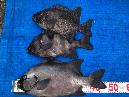 青木 崇 様 イシダイ 39.0～49.0㎝ 2枚、イシガキダイ 40.0㎝