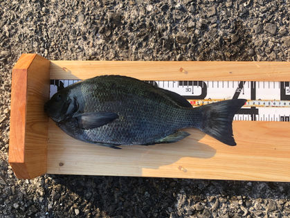 中岡 弘一 様 グレ 41.0㎝　(若潮、17.4℃)