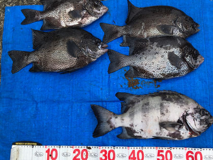 青木 崇 様(大阪府八尾市) イシダイ 43.0㎝、イシガキダイ 36.0~40.0㎝ 3枚