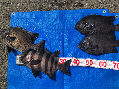 青木 崇 様ら2名(大阪府八尾市)  イシダイ 40.0㎝、イシガキダイ 37.0～40.0㎝ 3枚