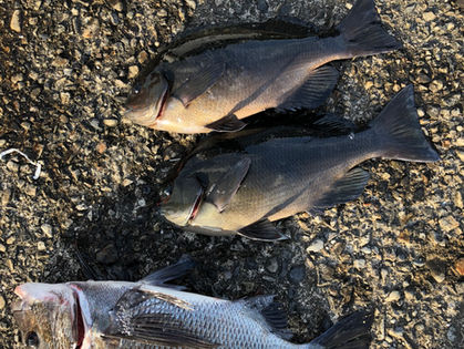 横山　孝 様　グレ　35.0～37.0㎝　2枚　チヌ　43.0㎝