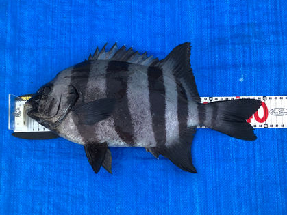 青木 崇 様(大阪府八尾市) イシダイ 44.0㎝