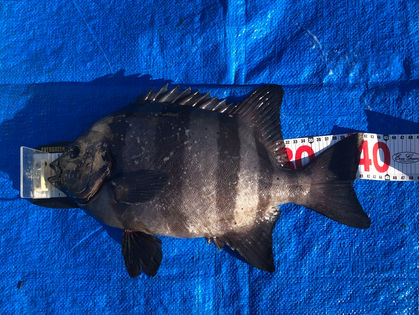 沼田 豊 様(大阪府堺市) イシダイ 42.5㎝