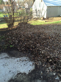 Leaf Cleanup (before)