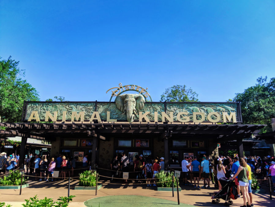 Animal Kingdom 1