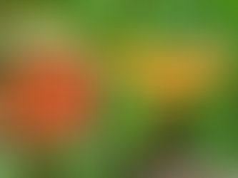 Mays Fruitful Harvest in Zone 7A