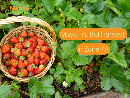 Mays Fruitful Harvest in Zone 7A