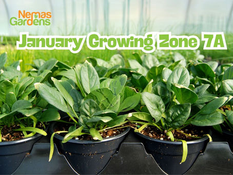 January Growing Zone 7A