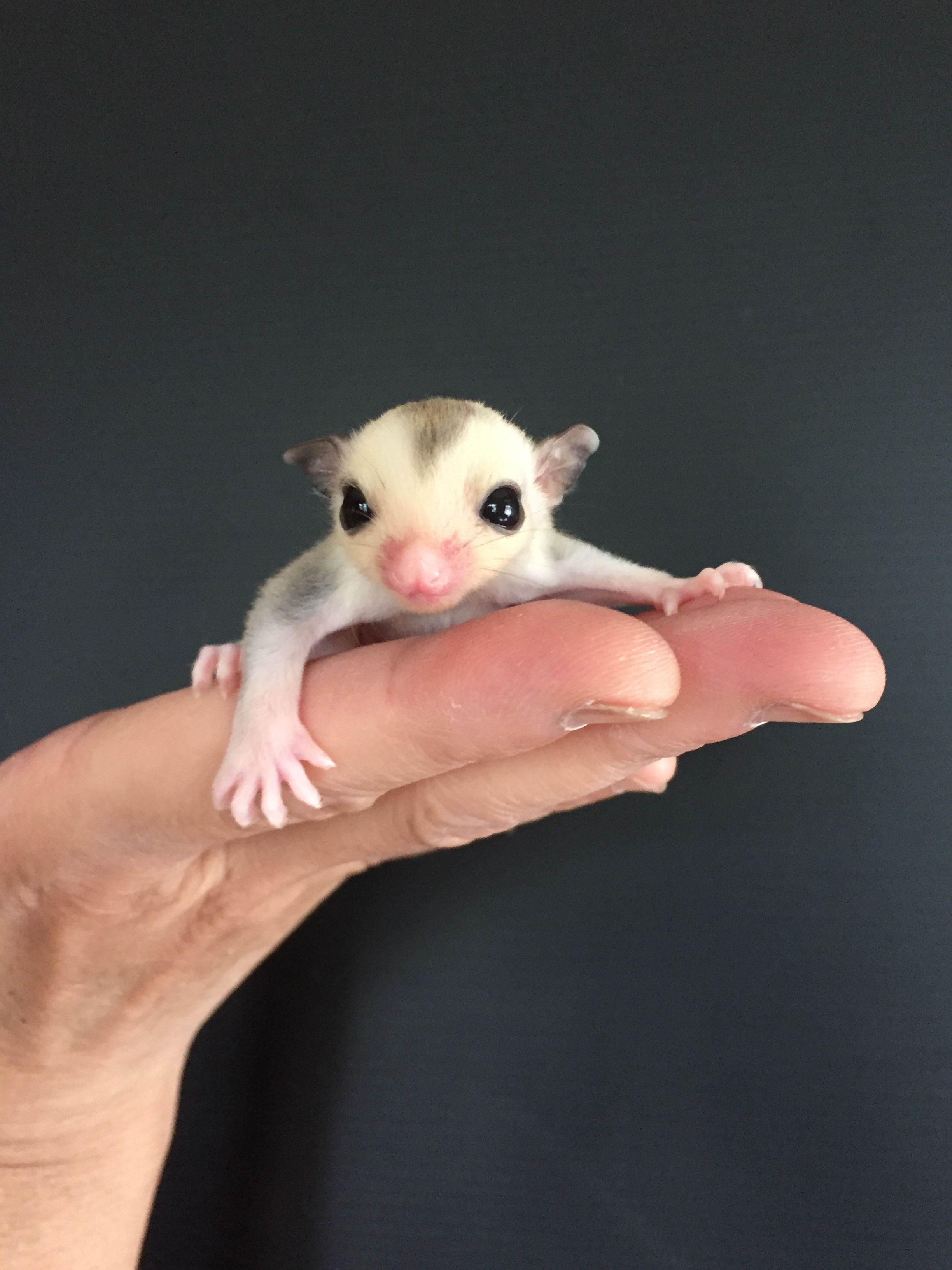 カラー：　モザイク100%hetクリミノpossリューシの男の子