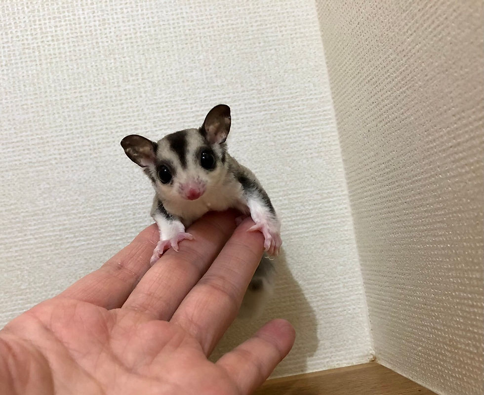 サムネイル： モザイクhetプラチナorリューシhet50%クリミノの男の子