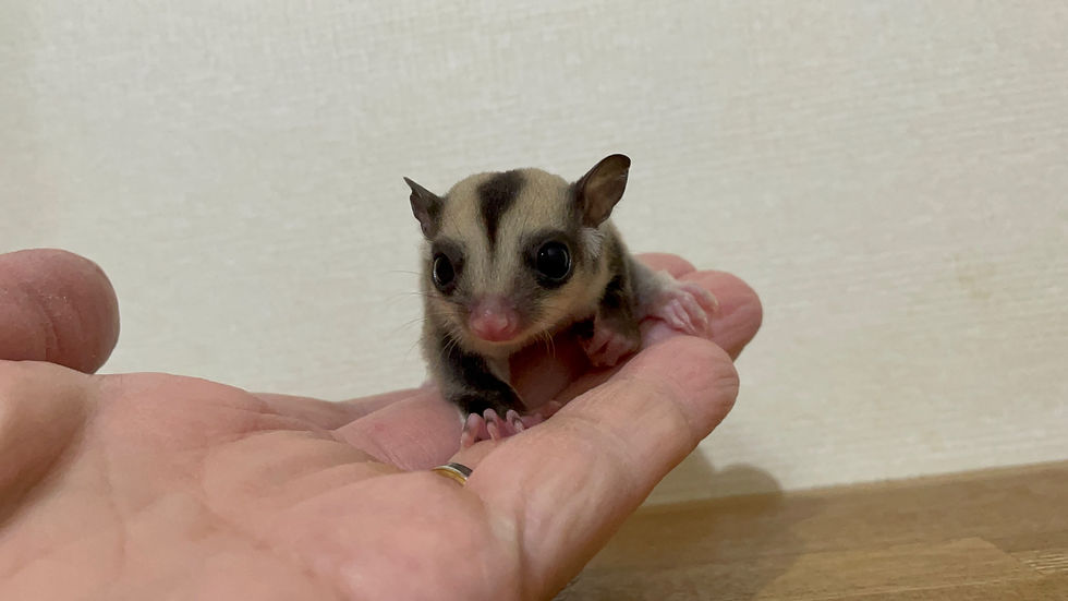 サムネイル： クラシックhetクリミノhetプラチナorリューシ(レッドクリミノ血統)の男の子