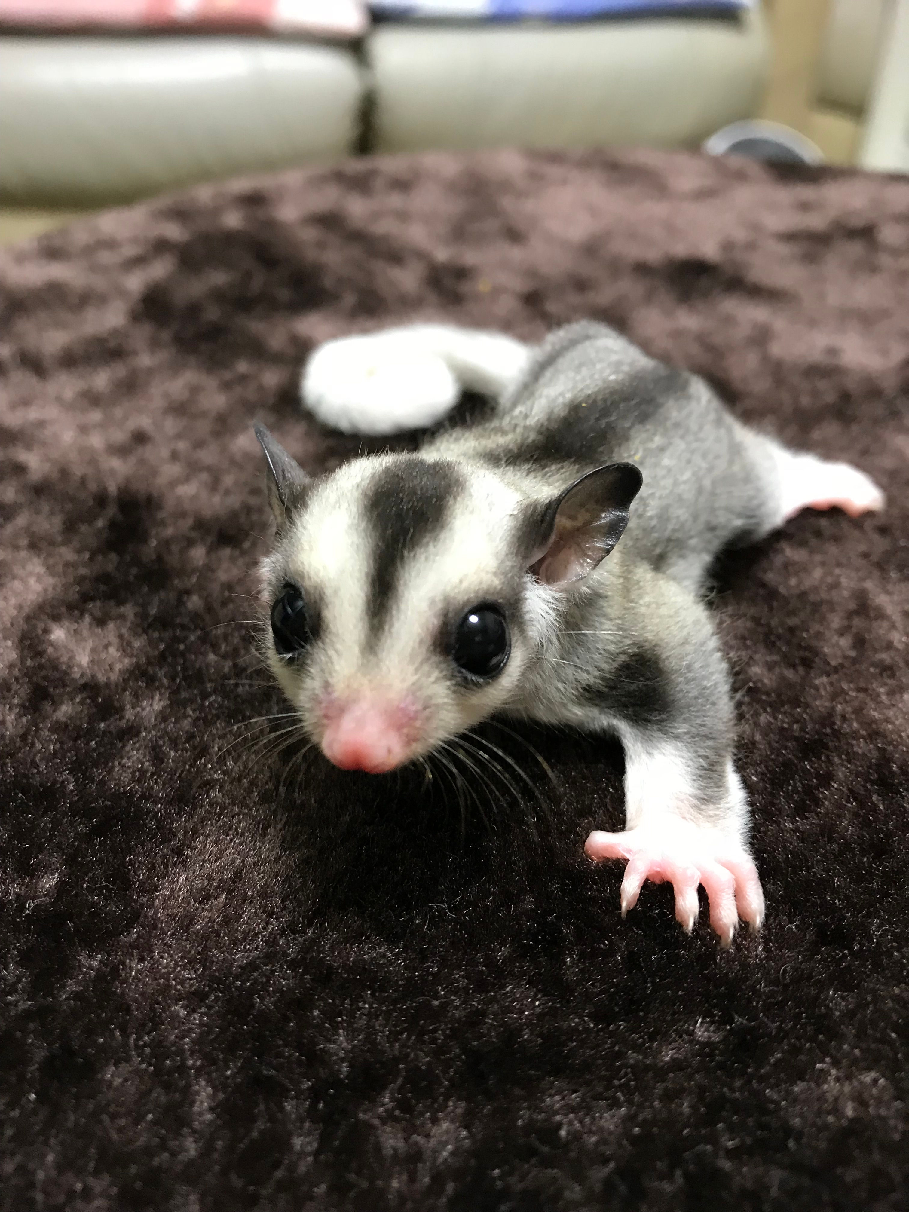 カラー：モザイクノhetプラチナorリューシpossクリミノpossアルビノの女の子