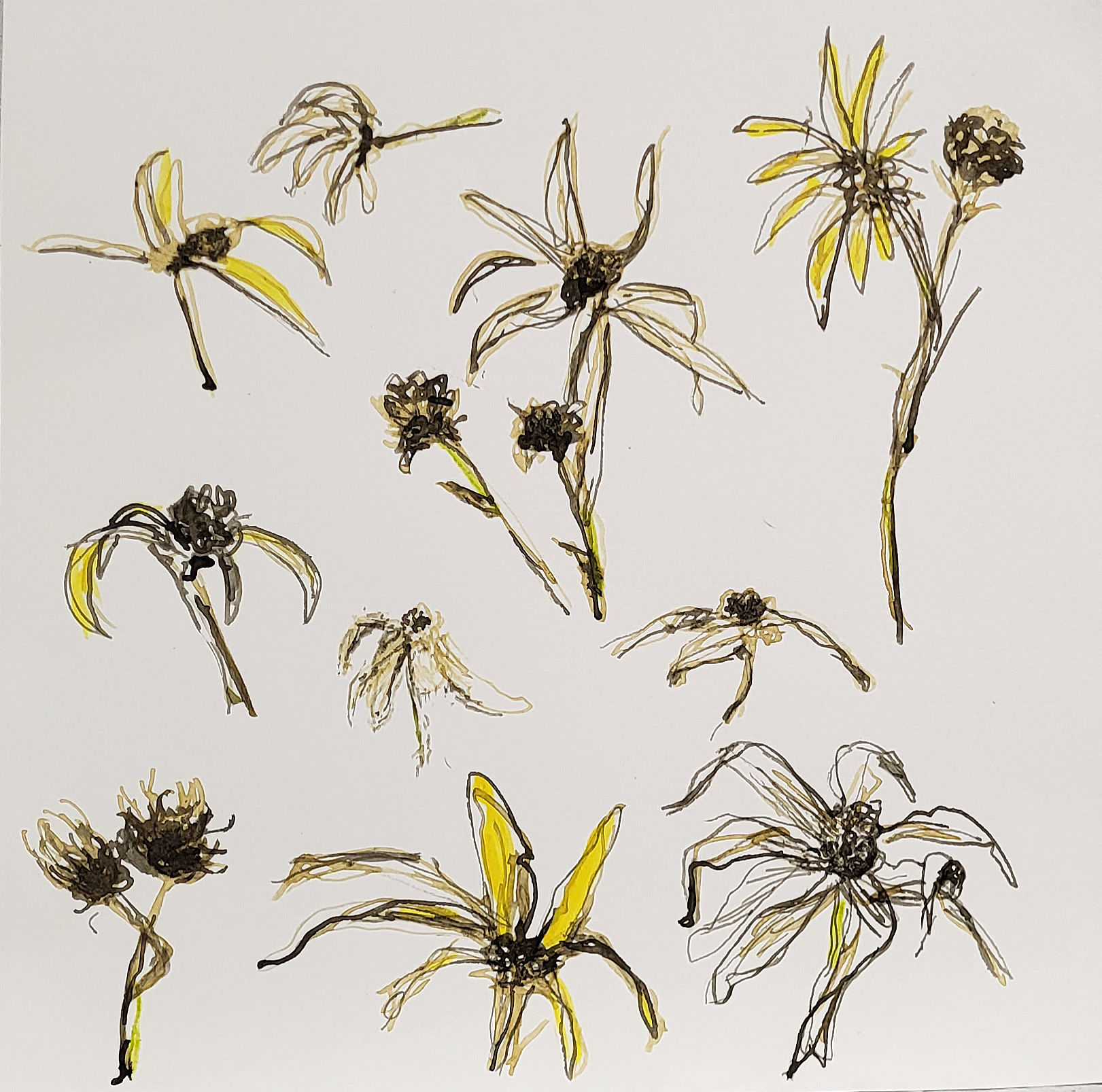 EARLY WILD SUNFLOWER STUDY