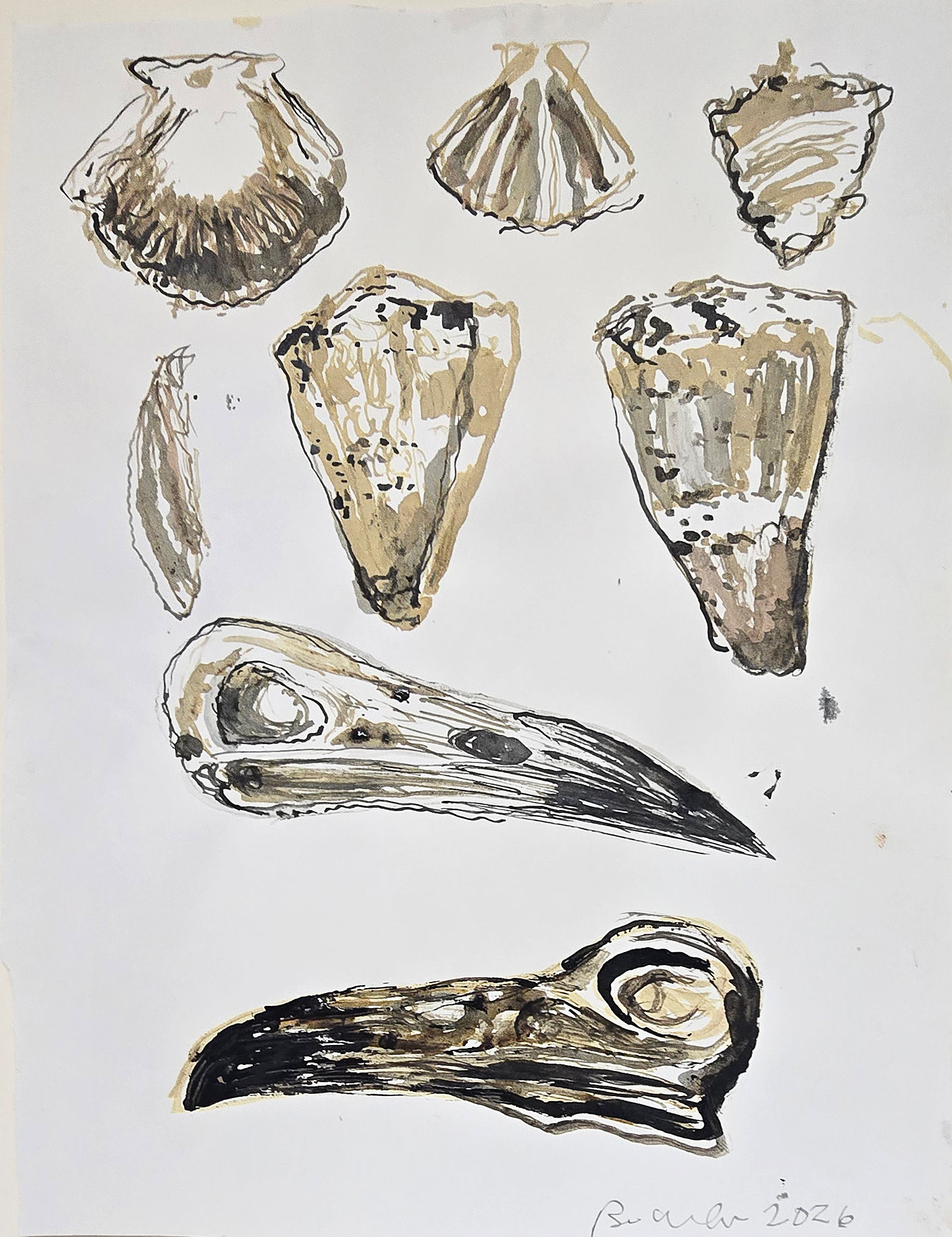 SHELL STUDY 1