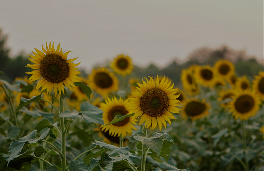 Sonnenblumenfeld.png