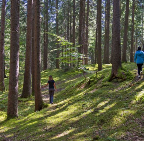 Abbracciare gli alberi per curarci dai nostri mali