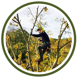 Snoeien van bomen door boomverzorger Bas & Boom