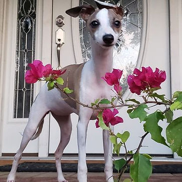 All The DoDa Day Ivory Lace Italian Greyhound 