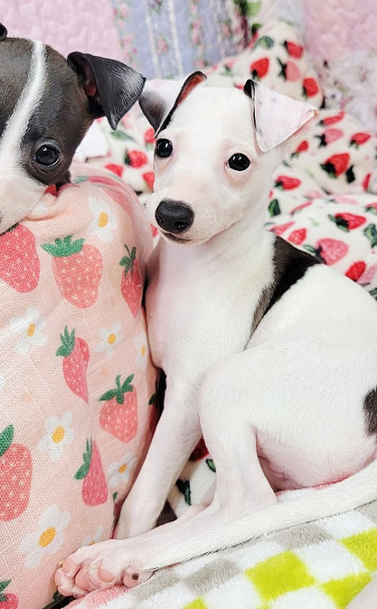 Gelato white black seal markings female