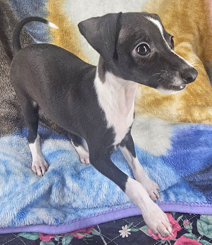 AKC Grand Champion Bloodline Italian Greyhound male and female puppies available from Top Breeder All The DoDa Day 
