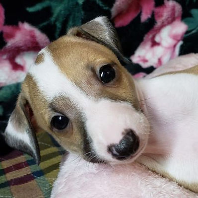 All The DoDa Day Italian Greyhound puppy red and white