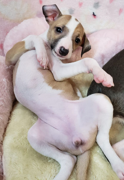 All The DoDa Day Italian Greyhound puppy red and white