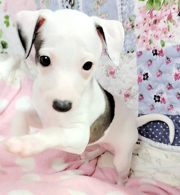 Gelato female Italian Greyhound