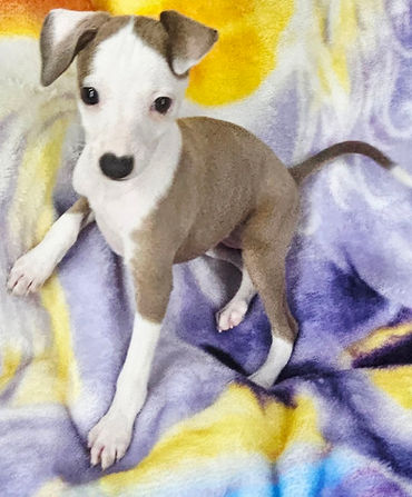 AKC Grand Champion Bloodline Italian Greyhound male and female puppies available from Top Breeder All The DoDa Day 