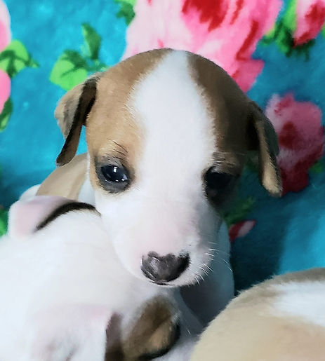 All The DoDa Day Little Lamb Italian Greyhound puppy