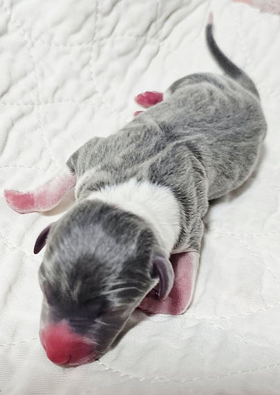 AKC Grand Champion Bloodline Italian Greyhound male and female puppies available from Top Breeder All The DoDa Day 