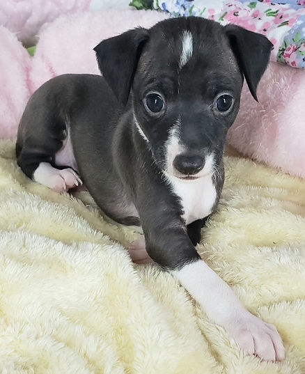 All The DoDa Day Ivory Lace Italian Greyhound puppy