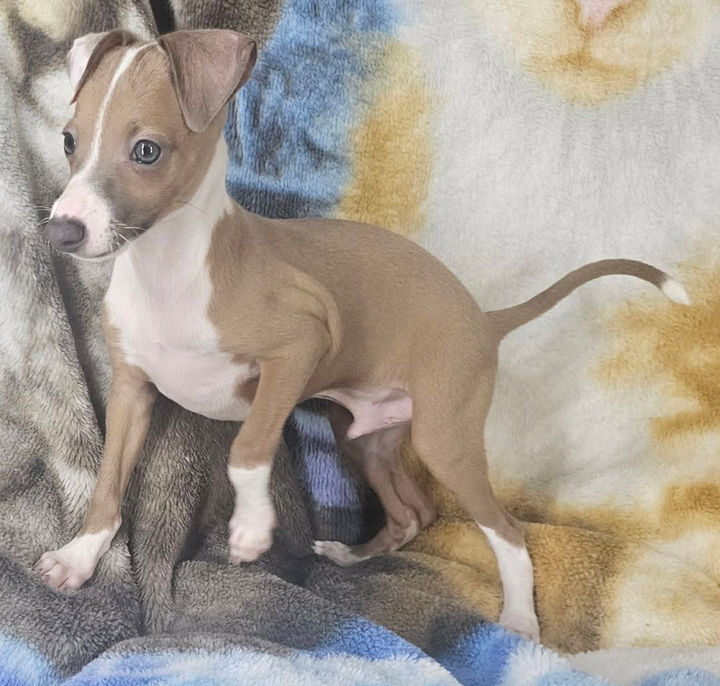 AKC Grand Champion Bloodline Italian Greyhound male and female puppies available from Top Breeder All The DoDa Day 