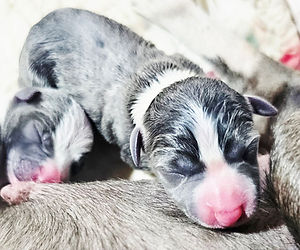 AKC Grand Champion Bloodline Italian Greyhound male and female puppies available from Top Breeder All The DoDa Day