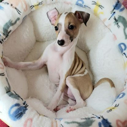 All The DoDa Day Italian Greyhound puppy red and white