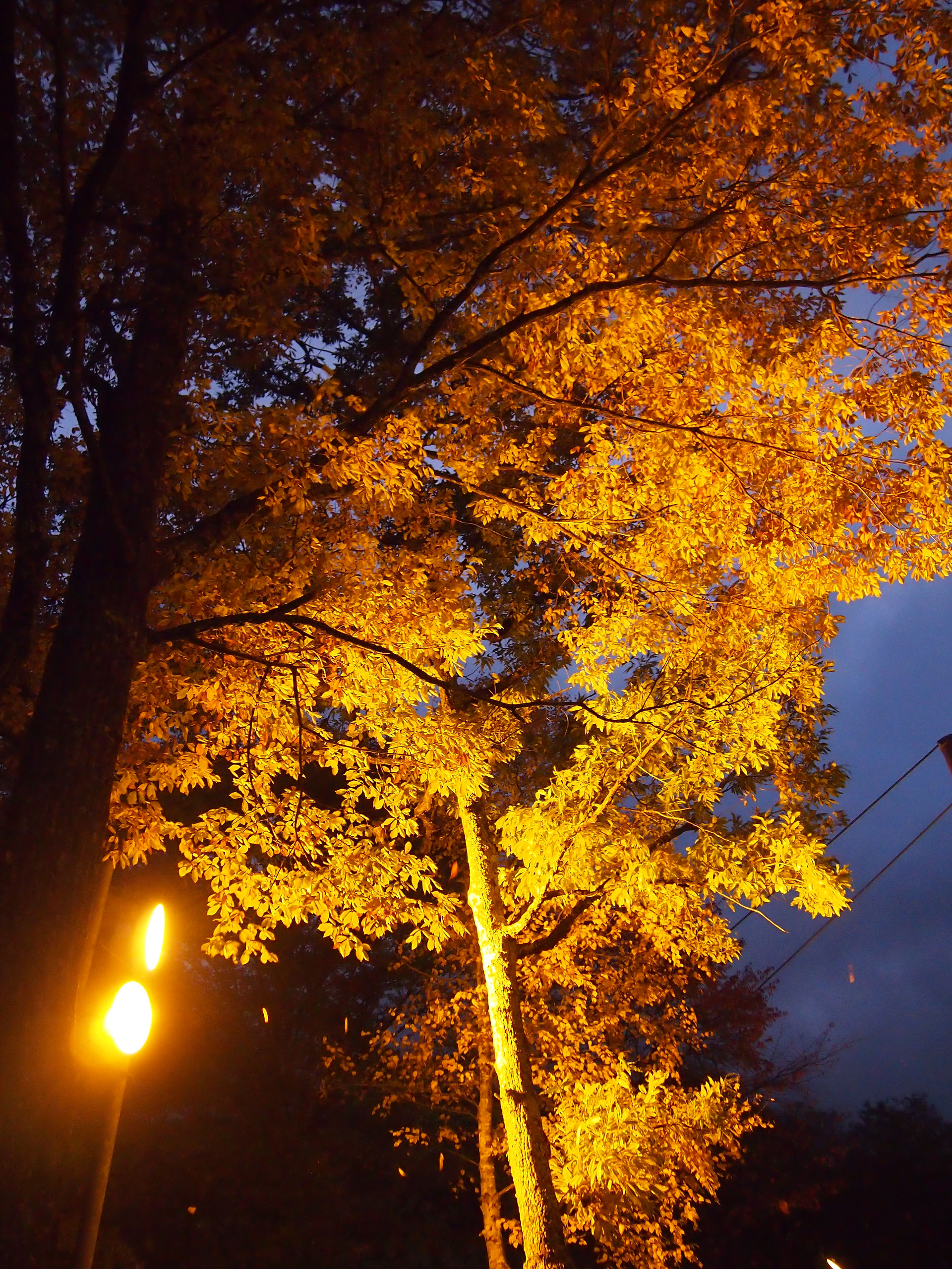 駒ヶ根ファームスこまくさ橋周辺