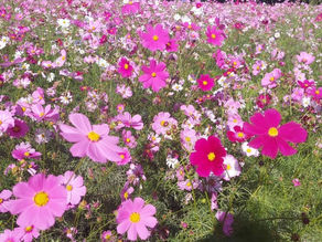 気持ち良い秋晴れ!